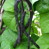 Dow Purple Pod, Pole Bean  (Organic) (Phaseolus vulgaris)