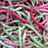 Pink Half, Runner Bean (aka Peanut Bean) (Phaseolus vulgaris)