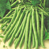 Kentucky Blue, Pole Bean (Phaseolus vulgaris)