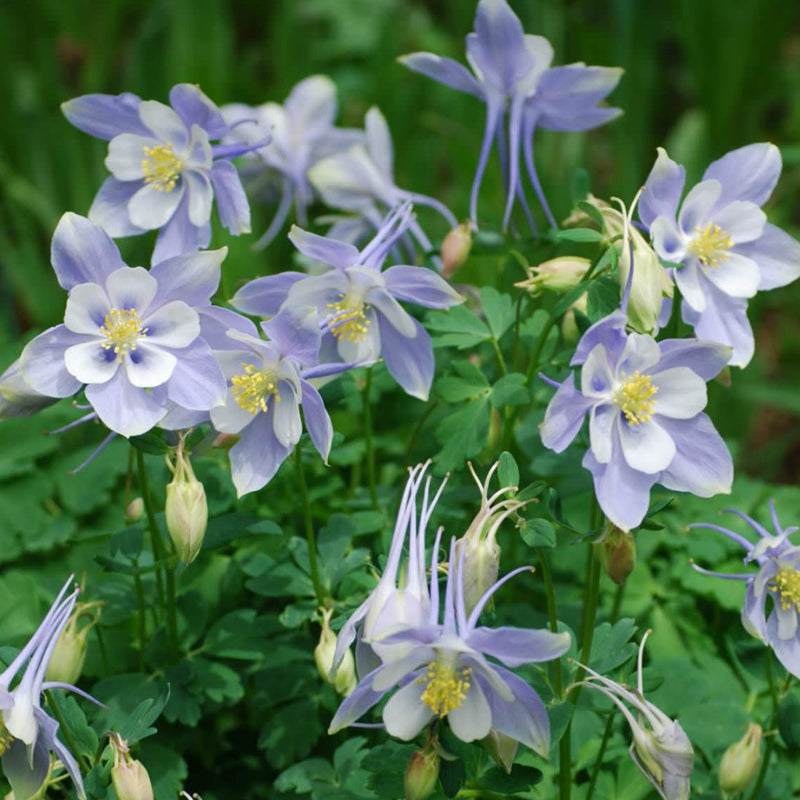 colorado wildflower seed mix Mountain Native Mix 1 lb