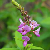 Tall Prairie Flower Mix