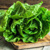 Iceberg, Batavian Lettuce  (Lactuca sativa)