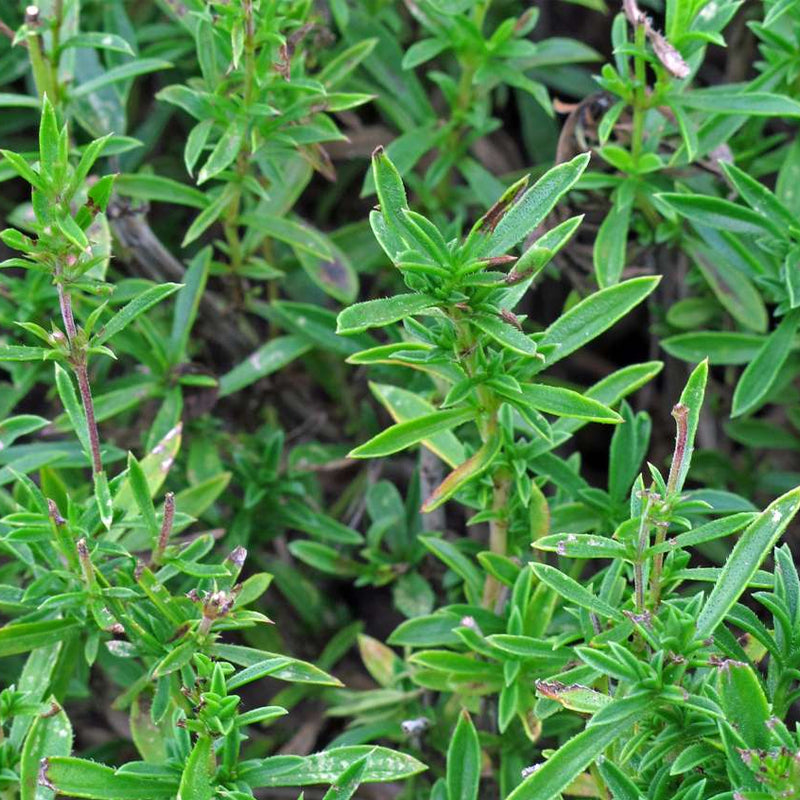 Summer Savory (Satureja hortensis)