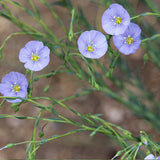 Intermountain Native Mix