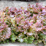 Prizehead, Leaf Lettuce (Lactuca sativa)