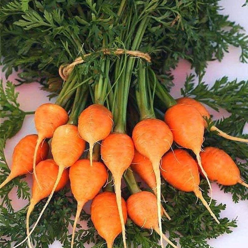 Parisian Carrot  (Organic) (Daucus carota)