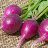 Purple Plum Radish (Raphanus sativus)