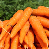 Kuroda Carrot (Daucus carota) 8" Long