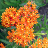 Eastern Pollinator Mix, Flower Seeds