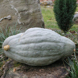 Hubbard Blue Squash, Winter (Cucurbita maxima)