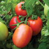 Marinara F1 Hybrid Tomato, Roma (Paste) Tomato (Lycopersicon esculentum)