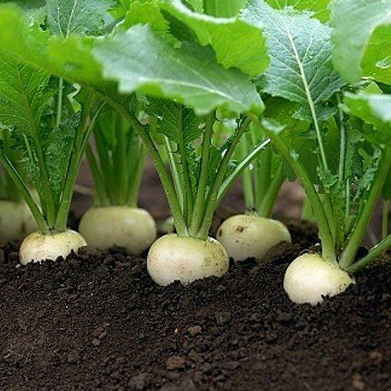 White Egg Turnip (Brassica rapa)