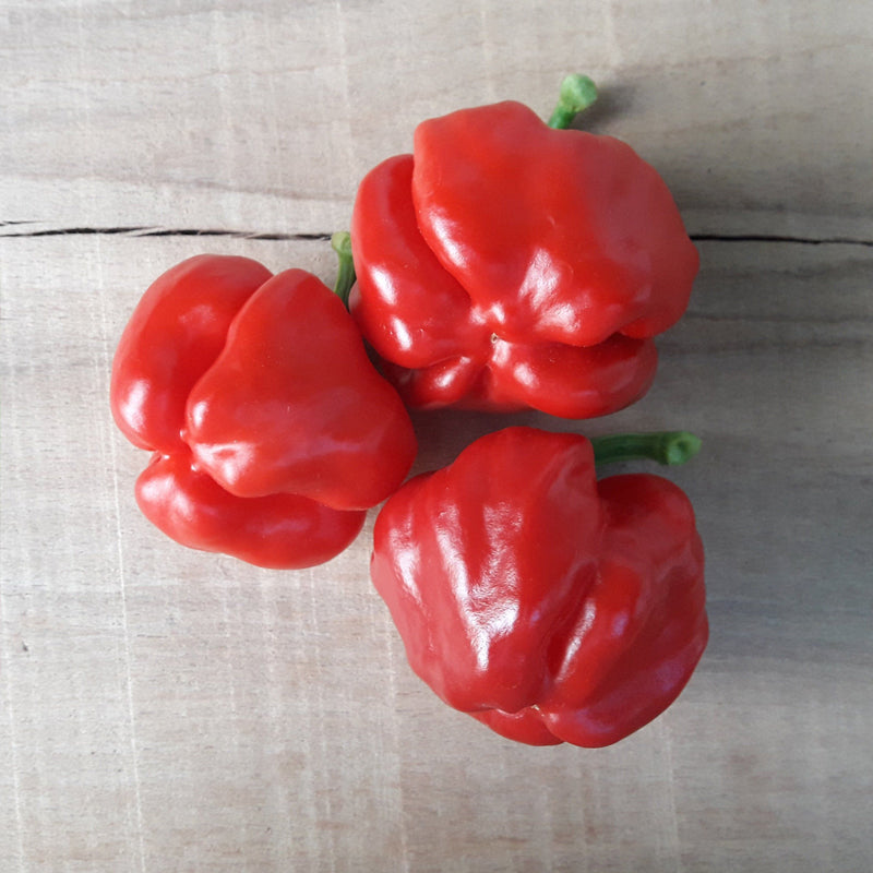 Jamaican Hot Red Pepper, HOT (Capsicum annuum)