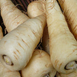 Harris Model Parsnip (Pastinaca sativa)