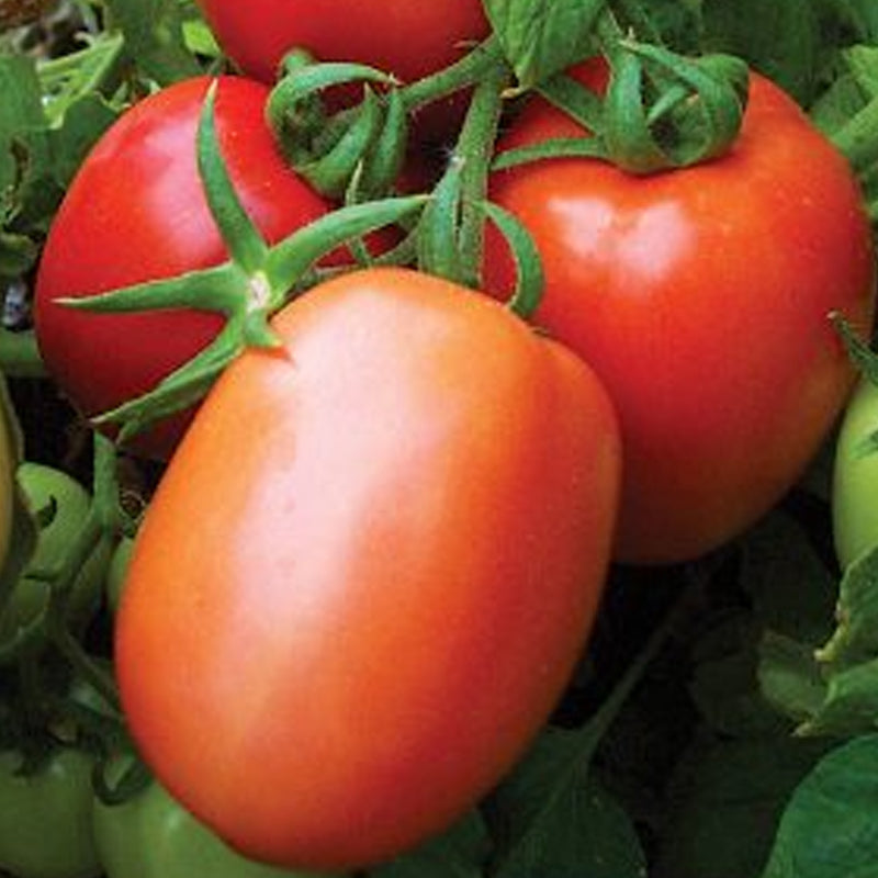Mely F1 Hybrid Tomato, Roma (Paste) Tomato (Lycopersicon esculentum)