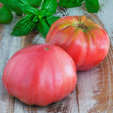 Brandywine Pink, Standard (Slicing) Tomato (Lycopersicon esculentum)
