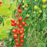 Super Sweet 100 F1 Hybrid Tomato, Cherry Tomato (Lycopersicon esculentum)