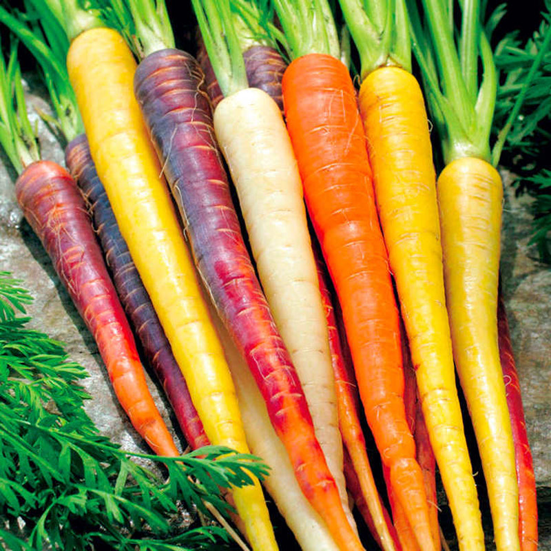 Rainbow Blend Carrot (Daucus carota)