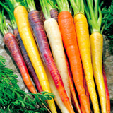 Rainbow Blend Carrot (Daucus carota)