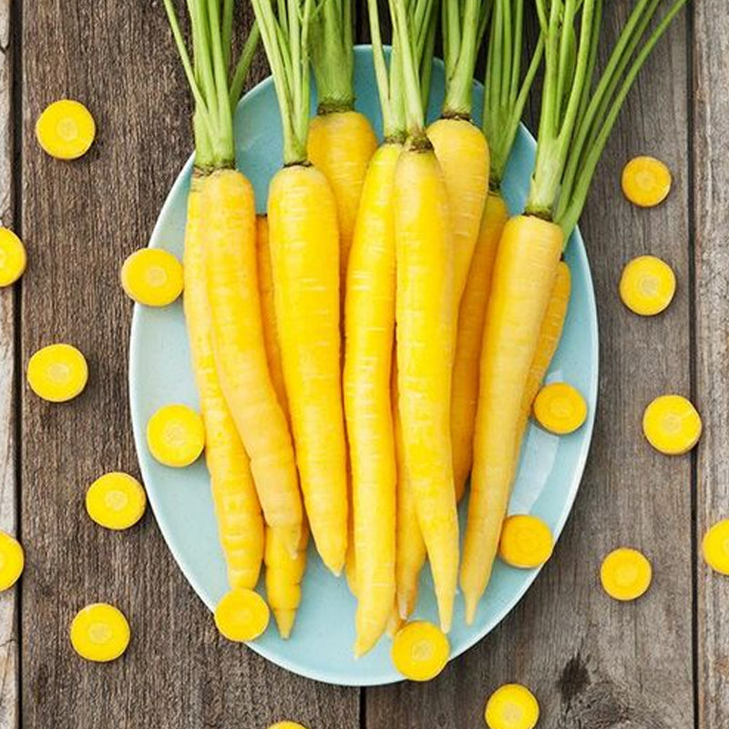 Solar Yellow Carrot (Daucus carota)