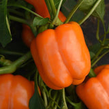 Orange Sun (Orange Bell) Pepper, SWEET (Capsicum annuum)