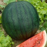 Florida Giant Watermelon (Citrullus lanatus)