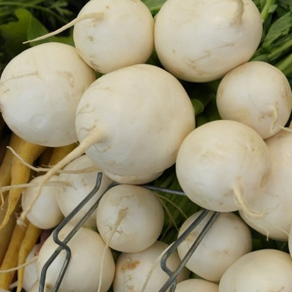 Turnip