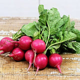 Pink Beauty Radish (Raphanus sativus)