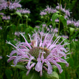 Bee Feed Mix, Flower Seeds