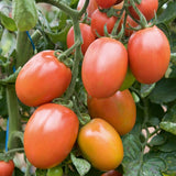 Brenda F1 Hybrid Tomato, Roma (Paste) Tomato (Lycopersicon esculentum)