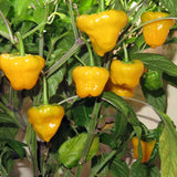 Jamaican Hot Yellow Pepper, HOT (Capsicum annuum)