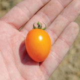 Sun Bliss F1 Hybrid Tomato, Grape Tomato (Lycopersicon esculentum)