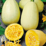 Vegetable Spaghetti Squash, Winter (Cucurbita pepo)