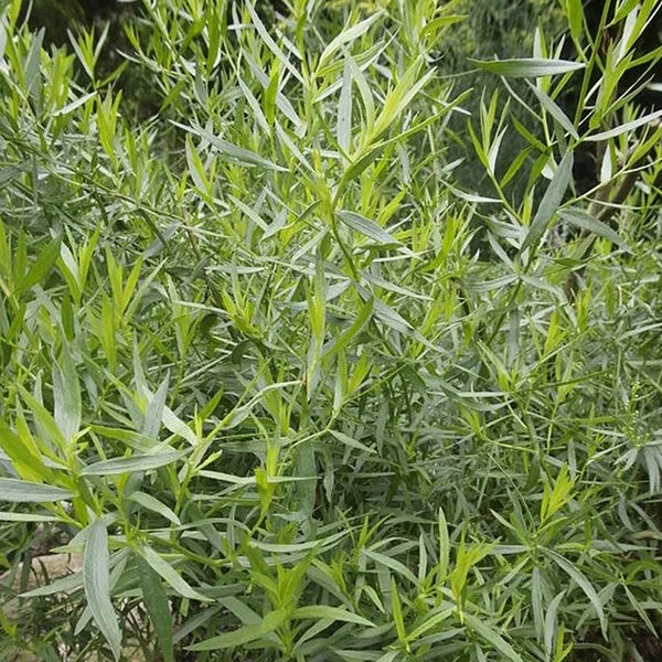 Tarragon