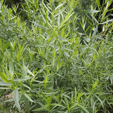 Tarragon, Russian (Artemisia dracunculus compositae)
