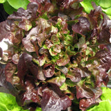 Oakleaf Red, Leaf Lettuce (Lactuca sativa)