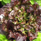 Oakleaf Red , Leaf Lettuce  (Lactuca sativa)