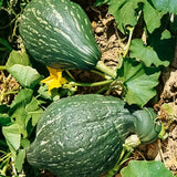 Hubbard True Green Improved Squash, Winter (Cucurbita maxima)