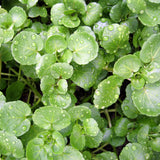 Cress, True Watercress (Nasturtium officinalis)