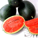 Black Diamond Watermelon (Citrullus lanatus)