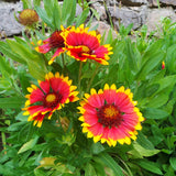 Xeriscape Mix: Western U.S.