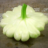 Bennings Green Tint Scallop Squash, Summer (Cucurbita pepo)