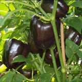 Chocolate Beauty Bell Pepper, SWEET (Capsicum annuum)