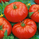 Beefmaster VFN F1 Hybrid, Standard (Slicing) Tomato (Lycopersicon esculentum)