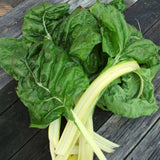 Fordhook Swiss Chard (Beta vulgaris cicla)