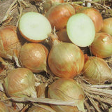 Yellow Granex PRR F1 Hybrid Onion, Short-Day (Allium cepa)