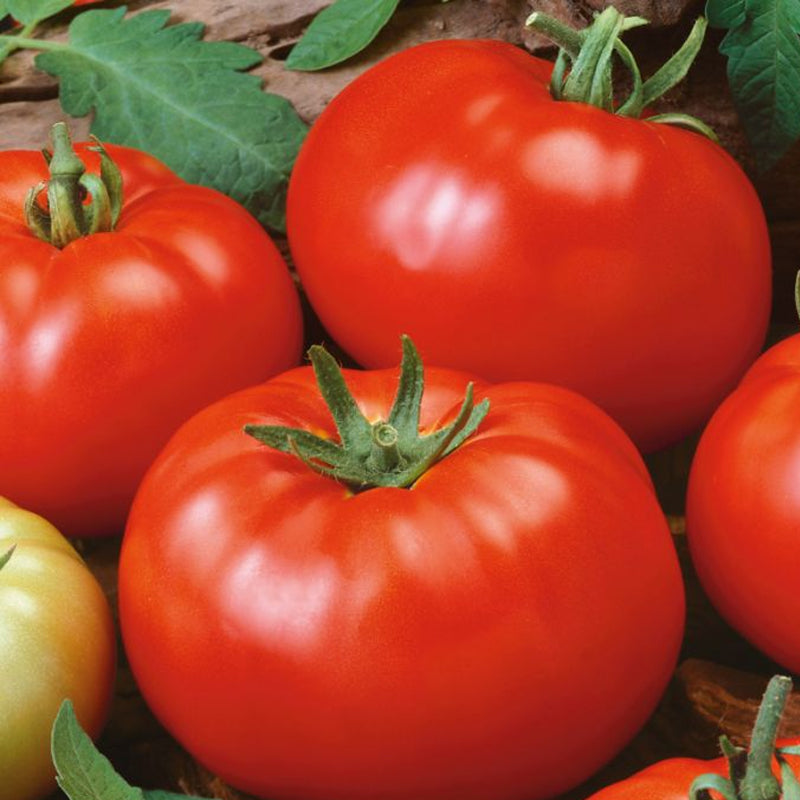 Brandywine Red, Standard (Slicing) Tomato (Lycopersicon esculentum)
