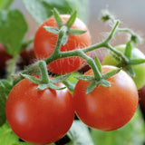 Tiny Tim Tomato, Cherry Tomato (Lycopersicon esculentum)