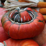 Turks Turban Gourd Squash, Winter (Cucurbita maxima)