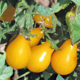 Yellow Pear Tomato, Cherry Tomato (Lycopersicon esculentum)